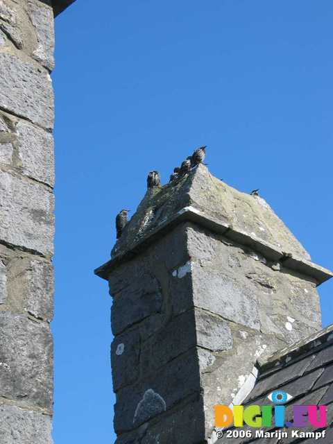 19219 Birds on chimney